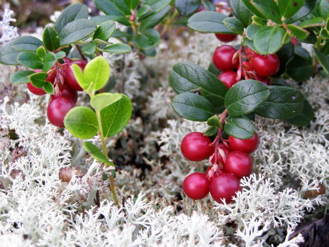 Арктические ягоды. Брусника (Vaccinium Vitis-idaea). Брусника в тундре. Северная Тундровая брусника. Брусника в Якутии.