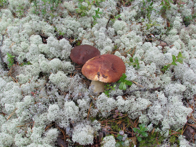 Боровики (белый гриб сосновый)