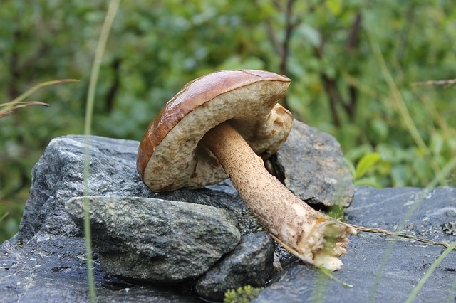 Съедобные виды грибов с коричневой шляпкой и ножкой | Азбука огородника | Дзен