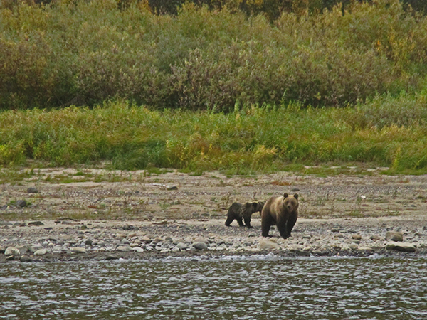 Бурые медведи фото А. Кузнецов