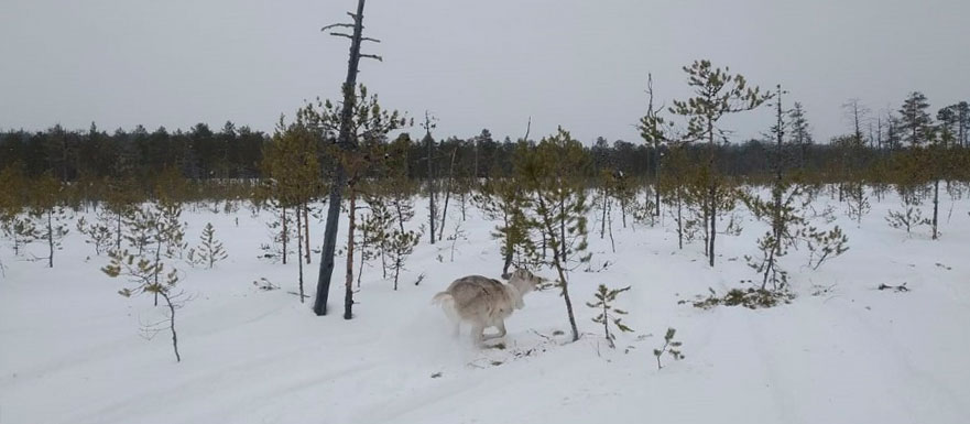 Изучение экологических особенностей дикого северного оленя (лесного подвида) в Арктической зоне Красноярского края.