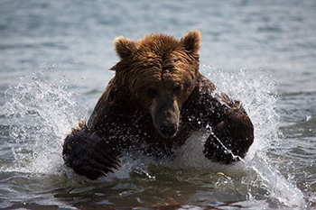 Изучение медведей