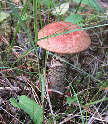 Первые грибы радуют грибников