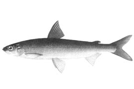 Рыба В Енисее Виды Названия И Фото